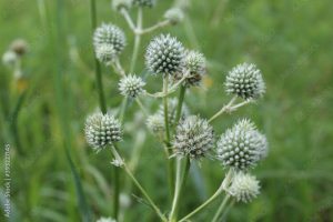 Rattlesnake master ball blossoms at Linne Woods in Morton Grove, Illinois