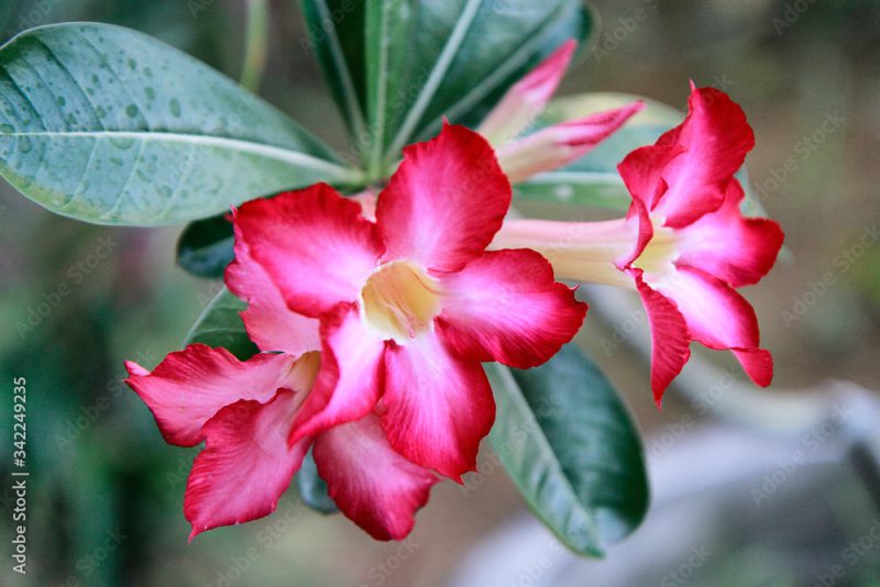 Red Desert Rose or Impala Lily or Mock Azalea with green leaves. Somewhere call Adenium obesum flowers