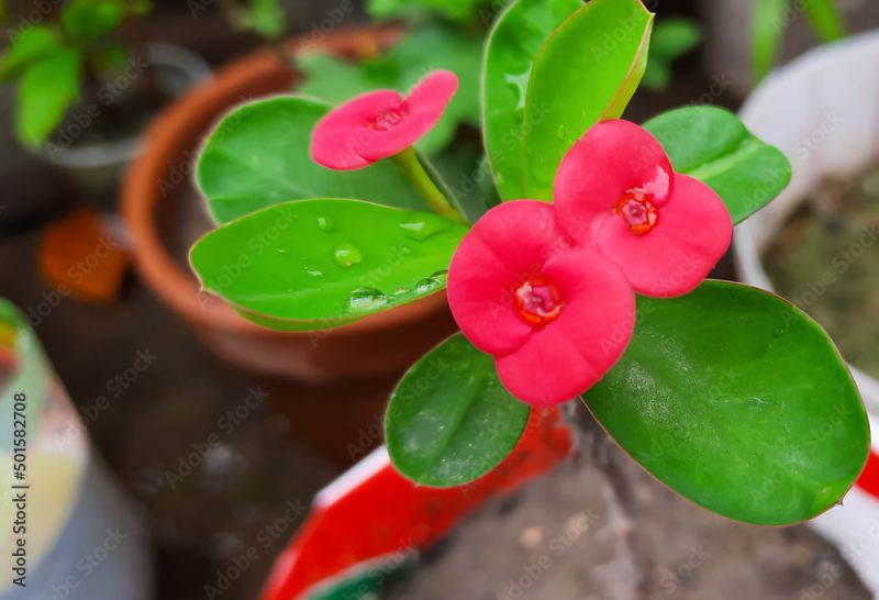 Red Euphorbia milii or Crown-of-thorns flower a species of flowering plant in the spurge family. Also known as Christ plant, Christ thorn, the crown of thorns, milii plant, Poi Sian flowers.
