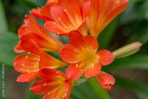 Red-orange blooming clivia miniata flower in botanical garden