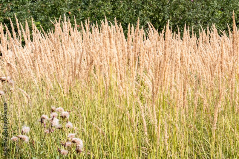 reed grass (Calamagrostis acutiflora, Karl Foerster Grass) in the field