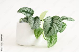 Scindapsus pictus exotica in white pot isolated on white. House plant air purifying minimal design decorative. Satin Pothos, Silver Philodendron Scindapsus pictus Hassk. (Argyreus)