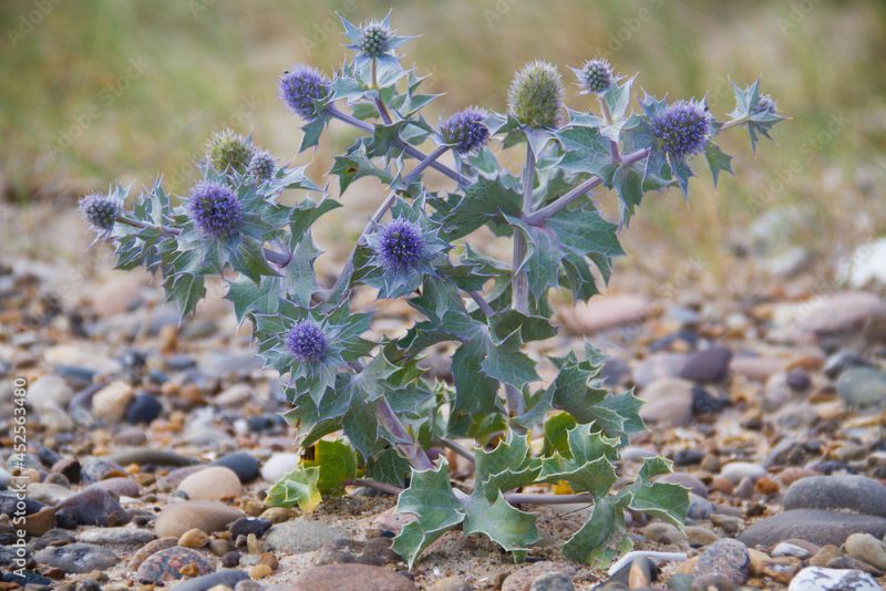 Sea holly or Seaside eryngo, a prickly thistle with blue flowers