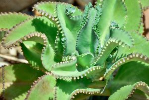 Selective Focus of mother of thousands (Kalanchoe pinnata), Plants with leaves much inbreeding.