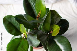 Small Rubber Tree/Ficus Elastica on White Cloth