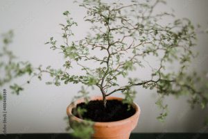 Sophora prostrata, Little Baby