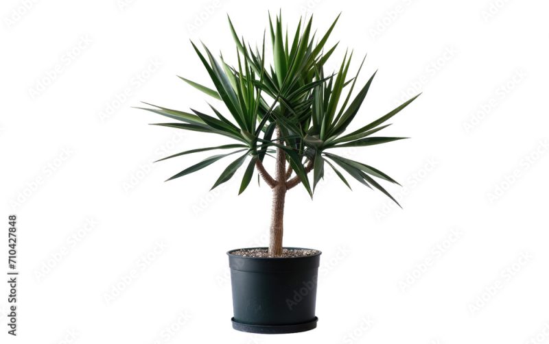 Spineless Yucca Plant on a transparent background