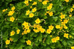 Spring yellow small flowers of a Waldsteinia ternata