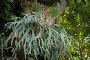 Staghorn Ferns or Elkhorn Ferns, Platycerium bifurcatum