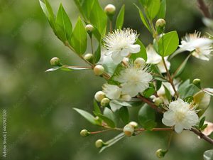 ギンバイカの花のアップ