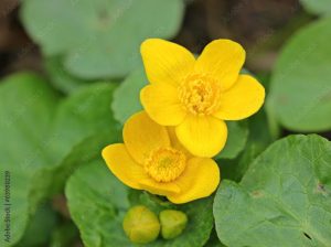 Sumpfdotterblume (Caltha palustris)