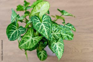 Syngonium podophyllum, Common names: arrowhead plant, arrowhead vine, arrowhead philodendron, goosefoot, African evergreen, and American evergreen,  white butterfly