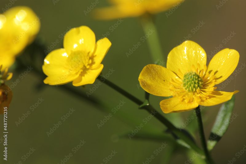 Texas Wildflower Yellow Buttercup Ranunculus bulbosus - Bulbous Buttercup
