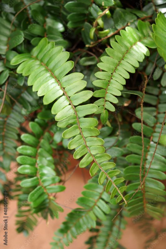The foliage (fronds) of sickle fern (Pellaea falcata)