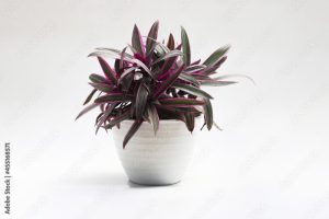 Tradescantia spathacea (Moses in the Cradle) with Dark-green, lance-shaped leaves and purplish-red undersides isolated on white background. Beautiful houseplant stock images.