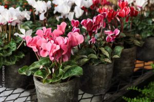 Variety of potted cyclamen persicum plants in the flowers bar.