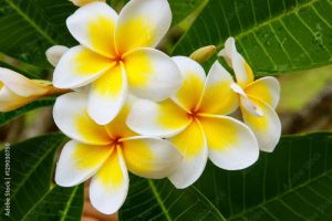 White and yellow plumeria flowers