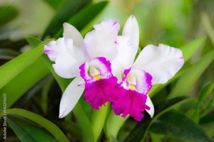 White cattleya orchid flower