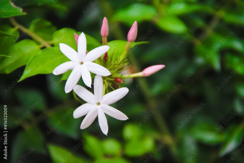White flowers commom jasmine or jasminum officinale inverleit branch blooming in garden background