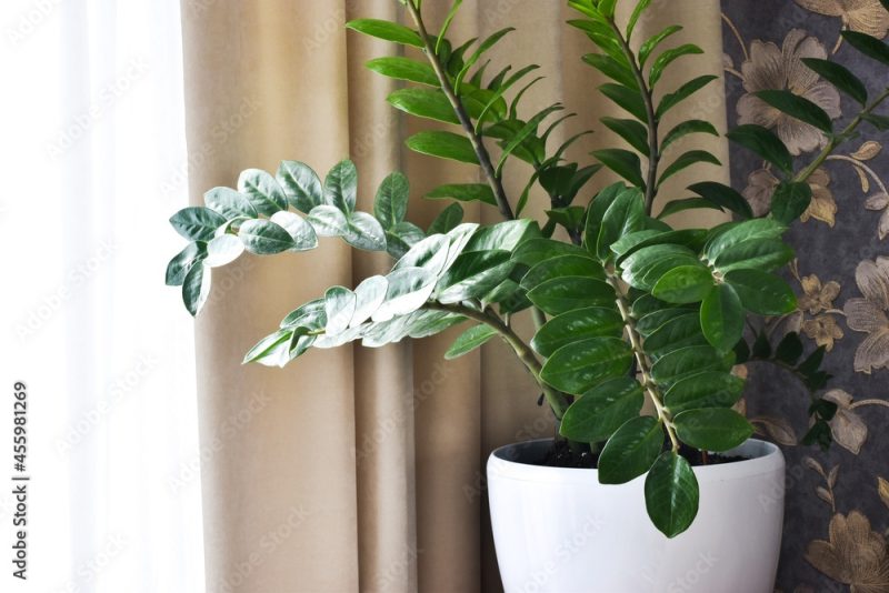 White pot with Zamioculcas home plant on a light background.
Modern a house room with Zamioculcas plant, minimal creative home decor concept, garden room.