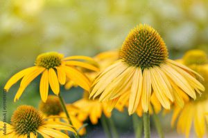 Yellow coneflower echinacea flowers close-up. Sunny yellow bokeh in background.