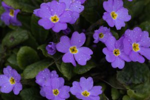 Primula