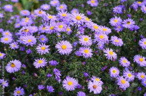 aster