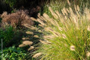 Pennisetum alopecuroides