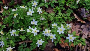 Zawilec gajowy (Anemone nemorosa)