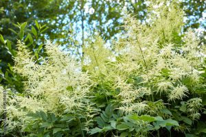 Aruncus dioicus