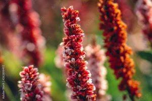 Polygonum affine