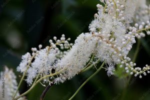 Actaea racemosa)