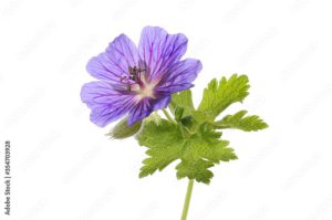 Geranium