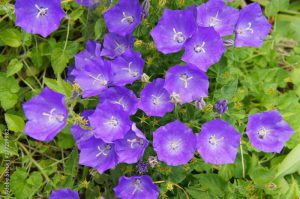 Campanula carpatica