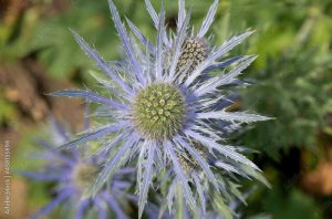 Mikołajek alpejski (Eryngium alpinium)