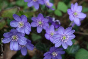 Przylaszczka pospolita (Hepatica nobilis)