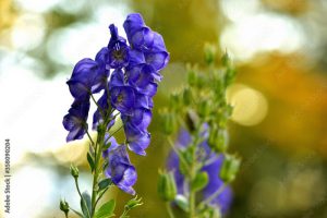 Tojad (Aconitum)