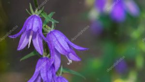 Close-up of flowering nettle-leaved bellflower on dark blurry natural background. Campanula trachelium. Beautiful detail of hairy violet bell shaped flowers on stem with green leaves. Selective focus.