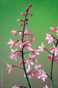 Close-up of heucherella flowers