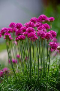 Armeria maritima 'Rosea')