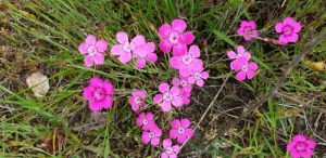 Dianthus alpinus