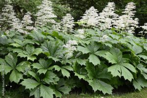 Rodgersja kasztanowcolistna (Rodgersia aesculifolia)