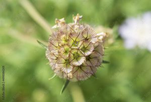 Driakiew gwiaździsta (Scabiosa stellata)