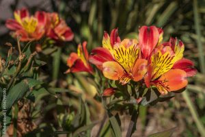 Closeup view of colorful and exotic red orange and yellow flowers of alstroemeria aka Peruvian lily or lily of the Incas blooming outdoors in garden