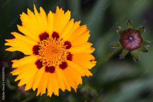 Coreopsis grandiflora