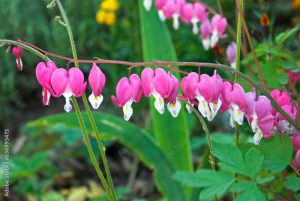 Dicentra spectabilis, Coeur de Marie