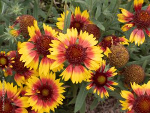 Gailardia oścista (Gaillardia aristata)