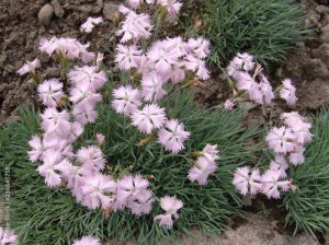 Garofano piumoso (Dianthus plumarius)