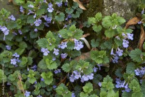 Bluszczyk kurdybanek (Glechoma hederacea)