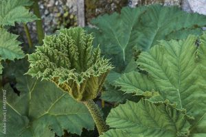 Gunnera olbrzymia